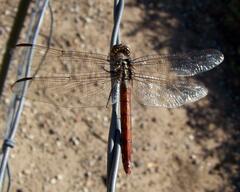 Orthemis ferruginea