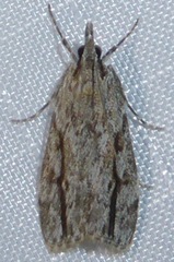 Eudonia bisinualis