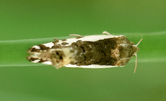 Tarache augustipennis