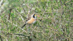 Saltatricula multicolor