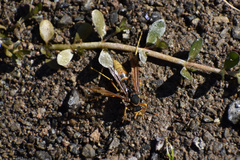 Polistes comanchus