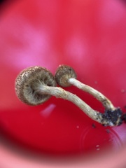 Lentinus crinitus