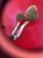 Lentinus crinitus