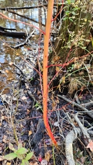 Rumex britannica