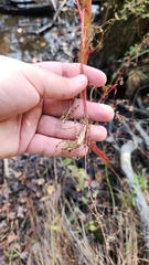 Rumex britannica