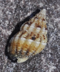 Tritia incrassata