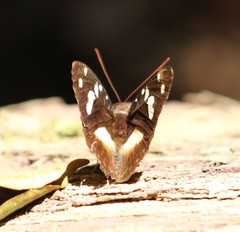 Aterica galene