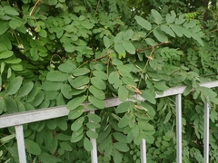 Robinia pseudoacacia