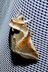 Habrosyne pyritoides