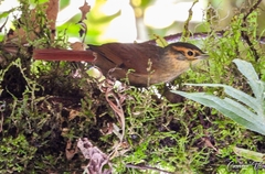 Anabacerthia variegaticeps
