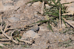 Hemiargus ceraunus astenidas