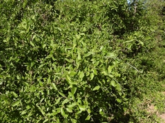 Celtis pallida