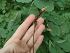 Robinia pseudoacacia