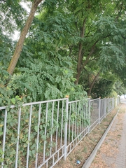 Robinia pseudoacacia