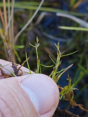 Schoenus maschalinus