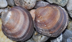 Glycymeris glycymeris