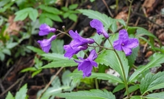 Cardamine glanduligera