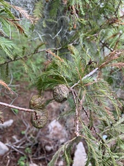 Taxodium distichum
