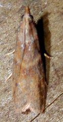 Ptyomaxia trigonogramma