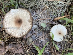 Leucoagaricus americanus
