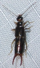 Nesogaster halli