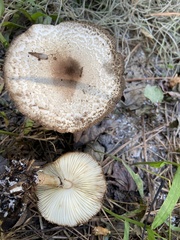 Leucoagaricus americanus
