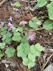 Oxalis debilis