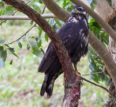 Buteogallus anthracinus