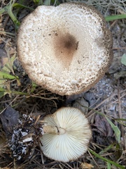 Leucoagaricus americanus