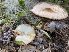 Leucoagaricus americanus