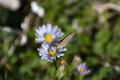 Lerodea eufala eufala