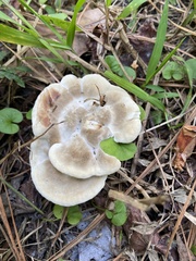 Bondarzewia berkeleyi