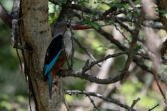 Halcyon leucocephala