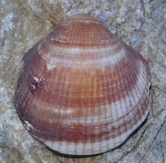 Glycymeris glycymeris