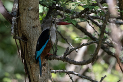 Halcyon leucocephala