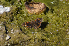 Junonia pacoma