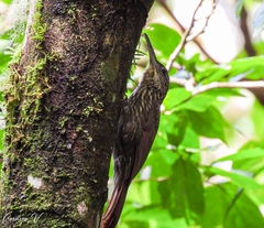 Xiphorhynchus flavigaster