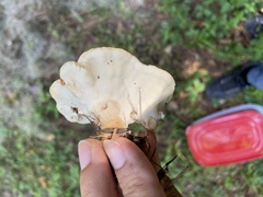 Bondarzewia berkeleyi