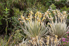 Espeletia