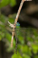 Coryphaeschna adnexa