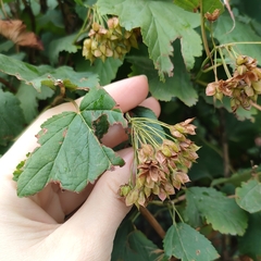 Physocarpus opulifolius