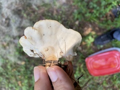 Bondarzewia berkeleyi