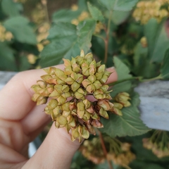 Physocarpus opulifolius