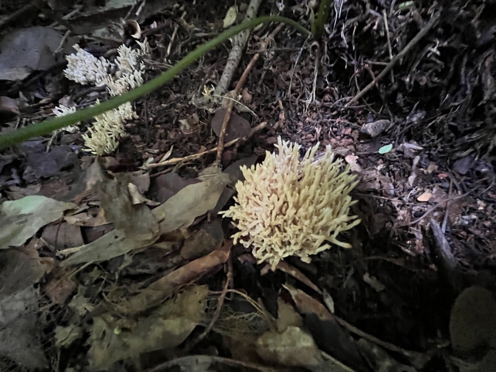 Clavulina connata