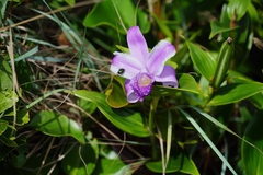 Sobralia