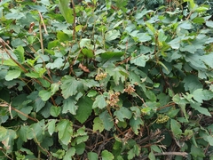 Physocarpus opulifolius