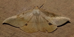 Oxydia vesulia