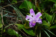Sobralia