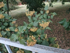 Physocarpus opulifolius