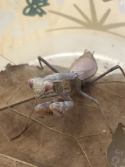 Stagmomantis